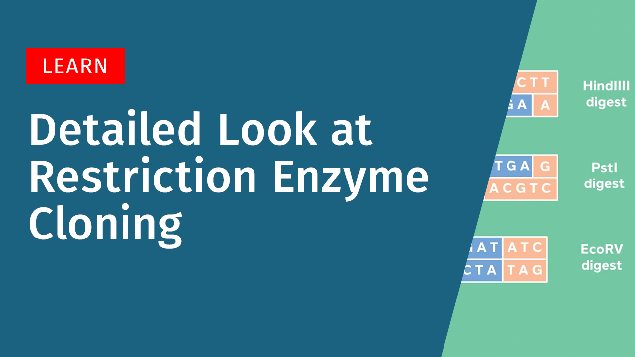 A Detailed Look at Restriction Cloning